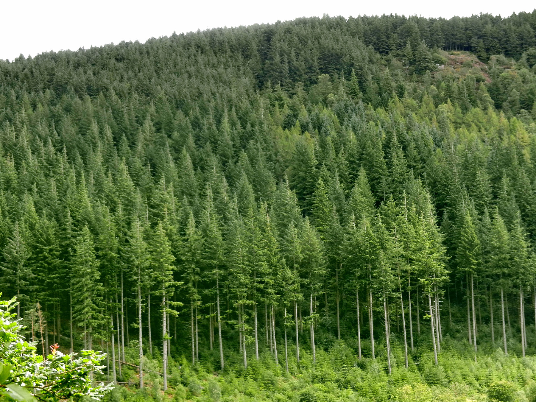 Corris